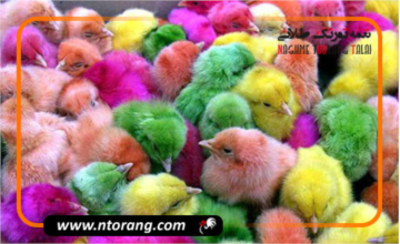 عمر جوجه های رنگی چقدر است؟